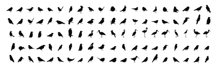 Obraz premium Collection of Wild and Domestic Birds