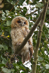 The tawny owl (Strix aluco), also called the brown owl, is a stocky, medium-sized owl in the family Strigidae. It is commonly found in woodlands