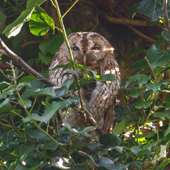 The tawny owl (Strix aluco), also called the brown owl, is a stocky, medium-sized owl in the family Strigidae. It is commonly found in woodlands