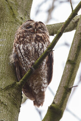 The tawny owl (Strix aluco), also called the brown owl, is a stocky, medium-sized owl in the family Strigidae. It is commonly found in woodlands
