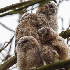 The tawny owl (Strix aluco), also called the brown owl, is a stocky, medium-sized owl in the family Strigidae. It is commonly found in woodlands