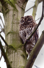 The tawny owl (Strix aluco), also called the brown owl, is a stocky, medium-sized owl in the family Strigidae. It is commonly found in woodlands