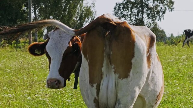 Detailed view of brown cow tail moving in warm Northern European air