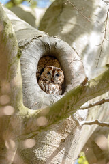 The tawny owl (Strix aluco), also called the brown owl, is a stocky, medium-sized owl in the family...