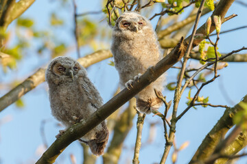 The tawny owl (Strix aluco), also called the brown owl, is a stocky, medium-sized owl in the family...