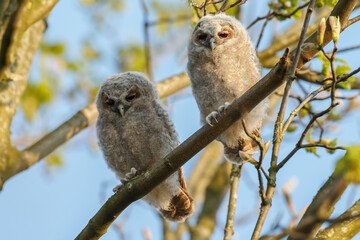The tawny owl (Strix aluco), also called the brown owl, is a stocky, medium-sized owl in the family...