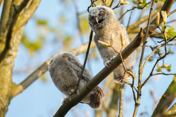 The tawny owl (Strix aluco), also called the brown owl, is a stocky, medium-sized owl in the family...