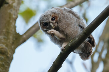 The tawny owl (Strix aluco), also called the brown owl, is a stocky, medium-sized owl in the family Strigidae. It is commonly found in woodlands