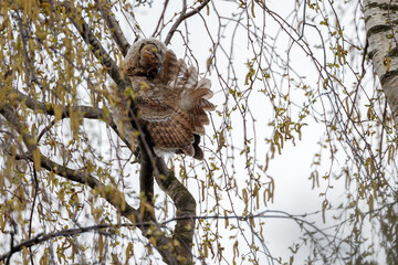 The tawny owl (Strix aluco), also called the brown owl, is a stocky, medium-sized owl in the family Strigidae. It is commonly found in woodlands