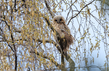 The tawny owl (Strix aluco), also called the brown owl, is a stocky, medium-sized owl in the family Strigidae. It is commonly found in woodlands