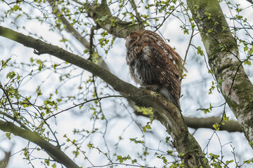 The tawny owl (Strix aluco), also called the brown owl, is a stocky, medium-sized owl in the family Strigidae. It is commonly found in woodlands