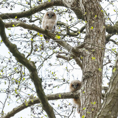 Fototapeta premium The tawny owl (Strix aluco), also called the brown owl, is a stocky, medium-sized owl in the family Strigidae. It is commonly found in woodlands