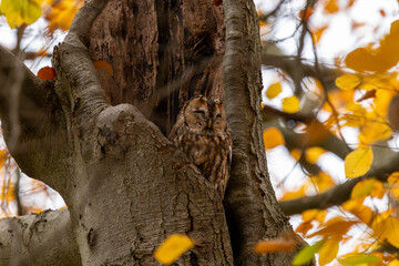 The tawny owl (Strix aluco), also called the brown owl, is a stocky, medium-sized owl in the family Strigidae. It is commonly found in woodlands