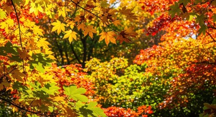 Vibrant Autumn Maple Leaves with Bokeh Background, Fall, Nature, Tree