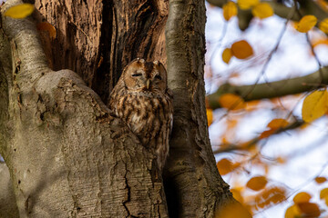 The tawny owl (Strix aluco), also called the brown owl, is a stocky, medium-sized owl in the family...