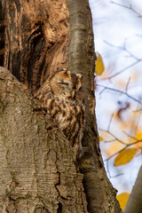 Obraz premium The tawny owl (Strix aluco), also called the brown owl, is a stocky, medium-sized owl in the family Strigidae. It is commonly found in woodlands