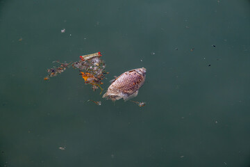 Dead fish floats on the water.