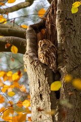 The tawny owl (Strix aluco), also called the brown owl, is a stocky, medium-sized owl in the family Strigidae. It is commonly found in woodlands