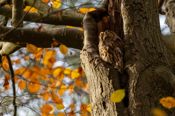 The tawny owl (Strix aluco), also called the brown owl, is a stocky, medium-sized owl in the family Strigidae. It is commonly found in woodlands