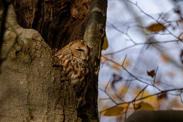 The tawny owl (Strix aluco), also called the brown owl, is a stocky, medium-sized owl in the family Strigidae. It is commonly found in woodlands