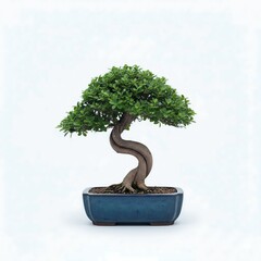 Formal Upright Bonsai Tree with Striking S-Shaped Trunk in Dark Blue Glazed Ceramic Pot, Isolated on White