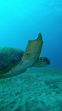 Vertical footage, Sea Turtle with shark bite marks on fins swims in turquoise water, Slow motion, Close-up of Green Sea Turtle, Chelonia mydas with its front flippers bitten off by shark swims in sea