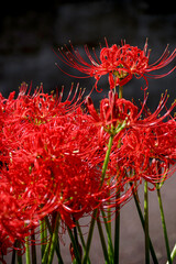 彼岸花