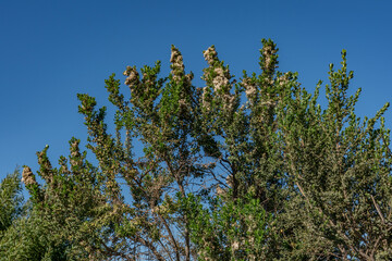 Baccharis pilularis, coyote brush(or bush), chaparral broom, and bush baccharis, evergreen shrub family Asteraceae. Kenneth Hahn State Recreation Area, Baldwin Hills Mountains of Los Angeles