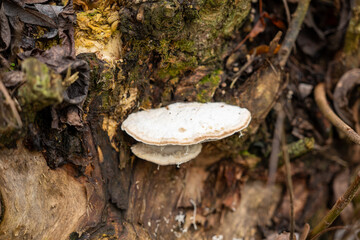 Fototapeta premium Willow stump by a pond with a white bracket fungus growing among branches and decaying leaves.