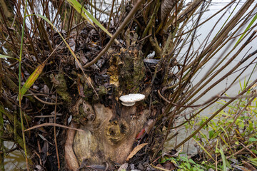 Willow stump by a pond with a white bracket fungus growing among branches and decaying leaves.