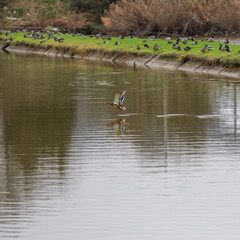 Flying mallard duck skimming above the pond surface in autumn, with a large flock resting on the grassy bank in the background.