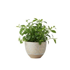 Obraz premium Delicate Trailing Houseplant in Modern Geometric Gold and Beige Patterned Ceramic Pot, Isolated