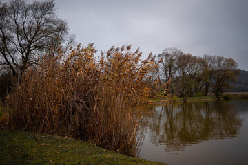 Obraz premium Autumn pond with dense common reed (Phragmites) on the shore, reflecting trees and calm water under a cloudy sky.