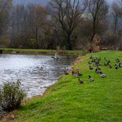 Mallard ducks resting and flying over a grassy bank between ponds in autumn, with calm water and vegetation around.