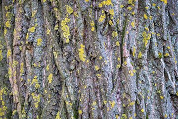 Close-up texture of poplar tree bark with patches of yellow lichen on the rough surface.