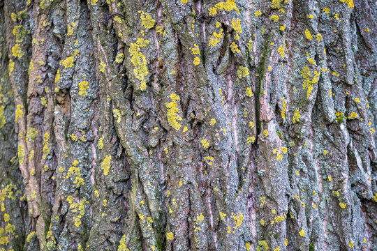 Close-up texture of poplar tree bark with patches of yellow lichen on the rough surface. - Powered by Adobe