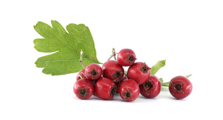 Hawthorn Berries and Leaf on White Background