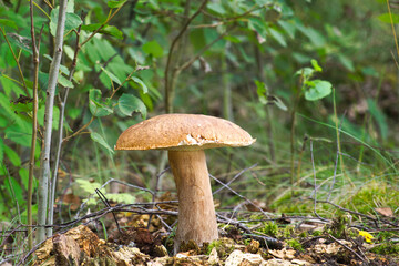 Birch bolete mushroom growing in a forest setting with green foliage