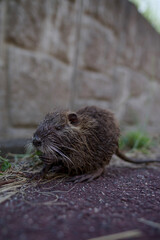 ヌートリア・幼獣