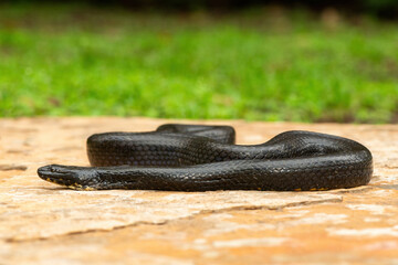 A beautiful dusky-bellied water snake (Lycodonomorphus laevissimus) on a rock near a small pond –...