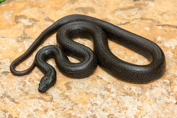 A beautiful dusky-bellied water snake (Lycodonomorphus laevissimus) on a rock near a small pond – Non-venomous aquatic African reptile