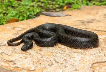 A beautiful dusky-bellied water snake (Lycodonomorphus laevissimus) on a rock near a small pond – Non-venomous aquatic African reptile