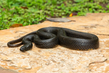 A beautiful dusky-bellied water snake (Lycodonomorphus laevissimus) on a rock near a small pond – Non-venomous aquatic African reptile