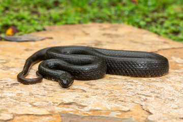 A beautiful dusky-bellied water snake (Lycodonomorphus laevissimus) on a rock near a small pond – Non-venomous aquatic African reptile