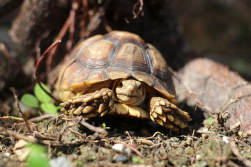 African Sulcata Tortoise Natural Habitat,Close up African spurred tortoise resting, cute animal