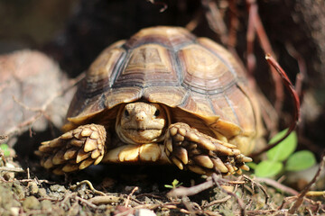 African Sulcata Tortoise Natural Habitat,Close up African spurred tortoise resting, cute animal