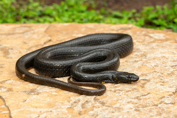 A beautiful dusky-bellied water snake (Lycodonomorphus laevissimus) on a rock near a small pond – Non-venomous aquatic African reptile