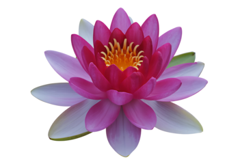 Beautiful pink and purple water lily blooming with yellow center against a transparent checkered background macro photo close up