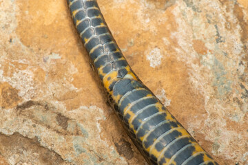 The underside scales of a dusky-bellied water snake (Lycodonomorphus laevissimus). Non-venomous aquatic African reptile