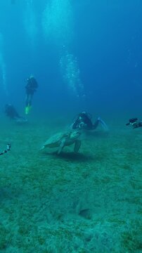 Vertical footage, Group of scuba divers looks and filming an action camera as Sea Turtle swims above seabed with damaged fins bitten off by shark, Slow motion of Green Sea Turtle, Chelonia mydas